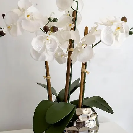 Pinares De Monaco En Roche, Conil, Cádiz Conil De La Frontera