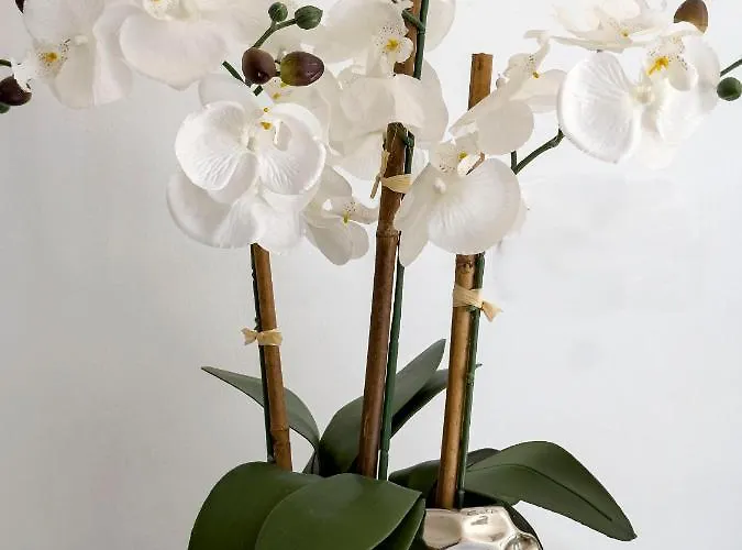 Pinares De Monaco En Roche, Conil, Cadiz Conil de la Frontera